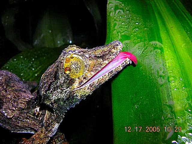 uroplatus sikorae
