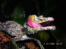 uroplatus sikorae