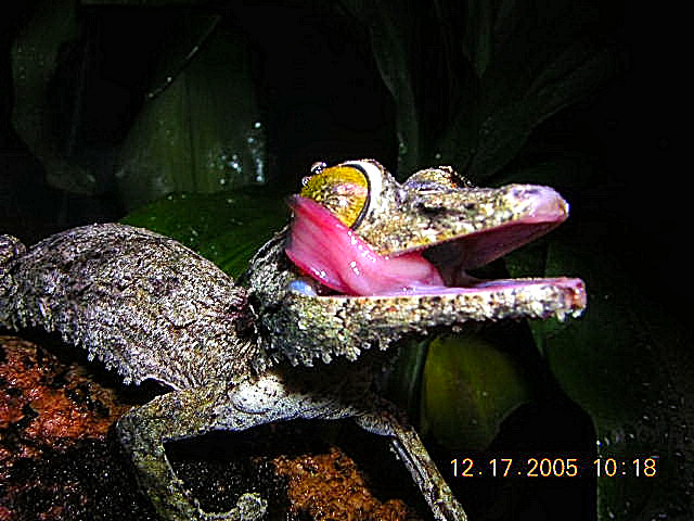 uroplatus sikorae