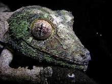 uroplatus sikorae