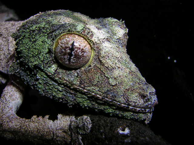 uroplatus sikorae