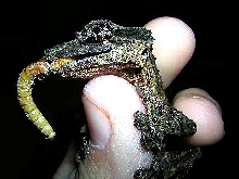 Uroplatus pietschmanni