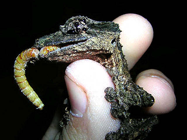 Uroplatus pietschmanni