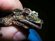 uroplatus pietschmanni