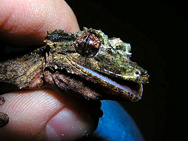 uroplatus pietschmanni