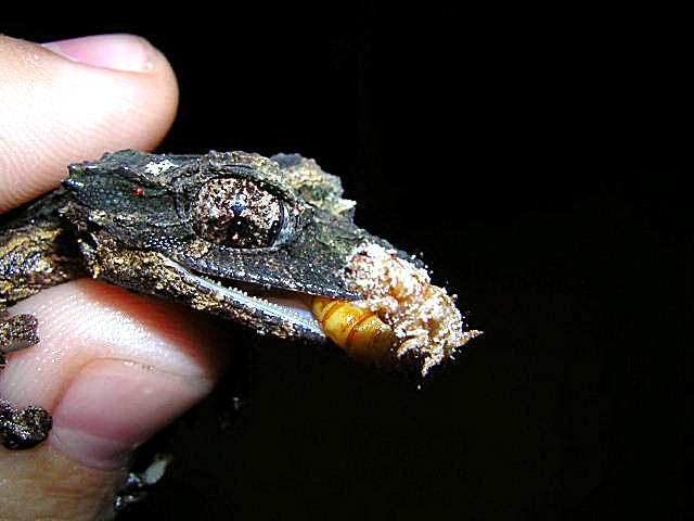 Uroplatus pietschmanni