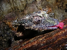 Uroplatus pietschmanni