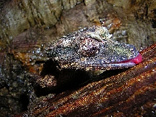 Uroplatus pietschmanni