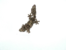 uroplatus pietschmanni