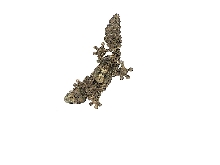 uroplatus pietschmanni