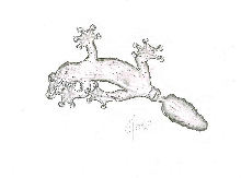 Uroplatus pietschmanni