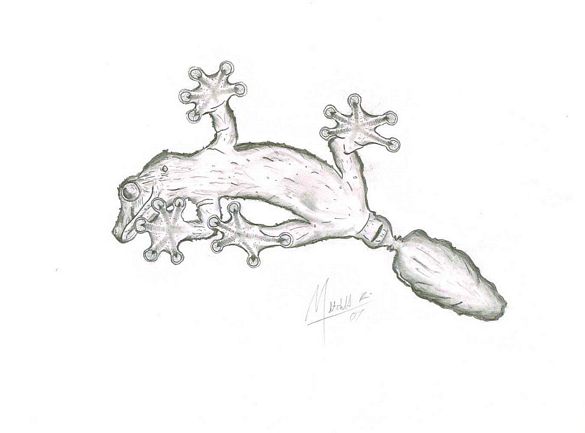 Uroplatus pietschmanni