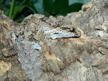 uroplatus pietcshmanni