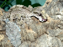 uroplatus pietchmanni
