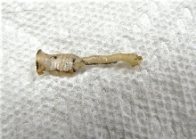 parasite