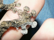 Uroplatus pietschmanni