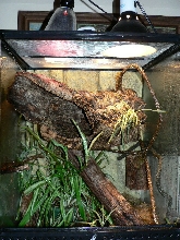 pietschmanni cage