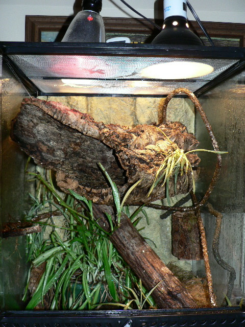 pietschmanni cage