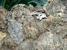 uroplatus pietschmanni