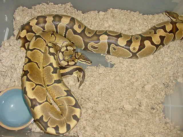 Woma x Hypo?