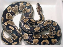 #7 female