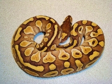 Lesser poss Fire
