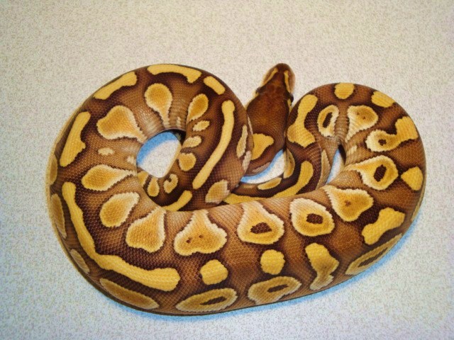 Lesser poss Fire