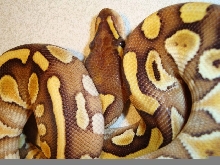 Lesser poss Fire head with spot