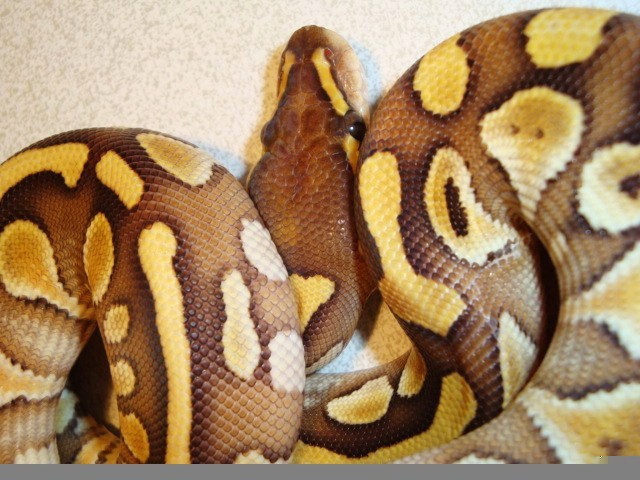 Lesser poss Fire head with spot
