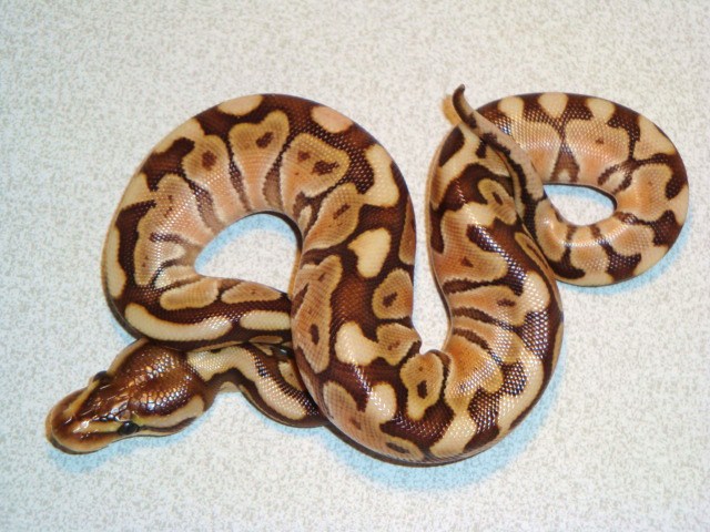 Woma Lesser (poss fire)