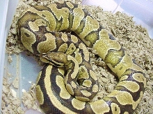 Her glow stage!  Poss Fire Female