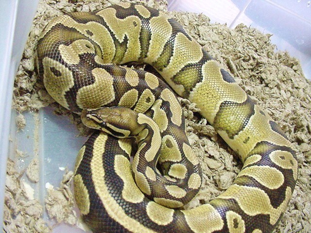 Her glow stage!  Poss Fire Female