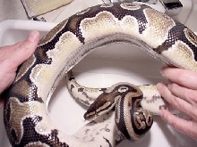 Harlequin sides