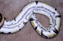 Harlequin belly