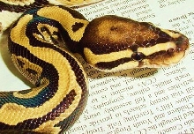 New co-dom het orange ghost female #2 pic2