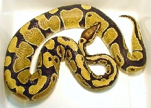 New co-dom het orange ghost female #2