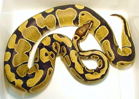 New co-dom het orange ghost female #2