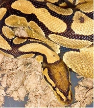 New co-dom het orange ghost female pic2