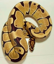New co-dom het orange ghost male example