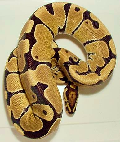 New co-dom het orange ghost male example