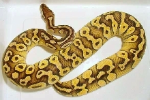 Lesserpastel breeder male