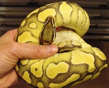 Lesserpastel x new co-dom poss het O.G.