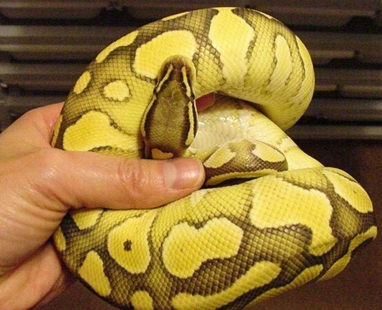 Lesserpastel x new co-dom poss het O.G.