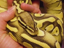 Lesserpastel x new co-dom poss het O.G.