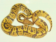 New co-dom orange ghost male pic 2