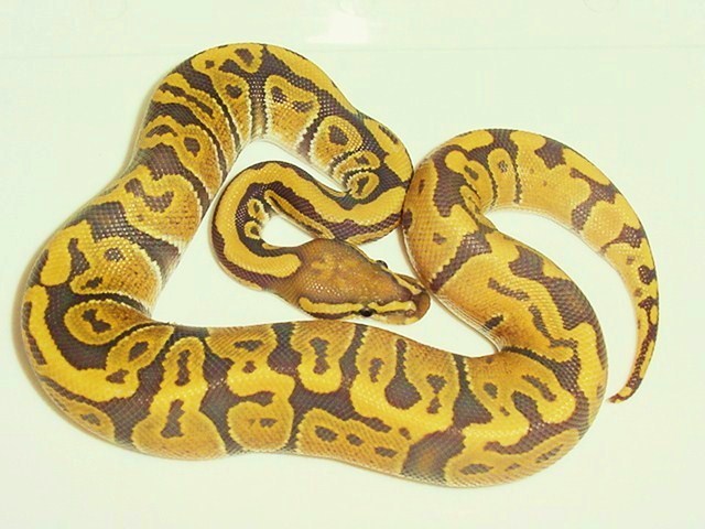 New co-dom orange ghost male pic 2