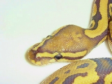 New co-dom orange ghost male pic 1