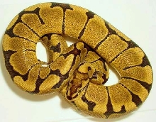Woma (poss Fire)