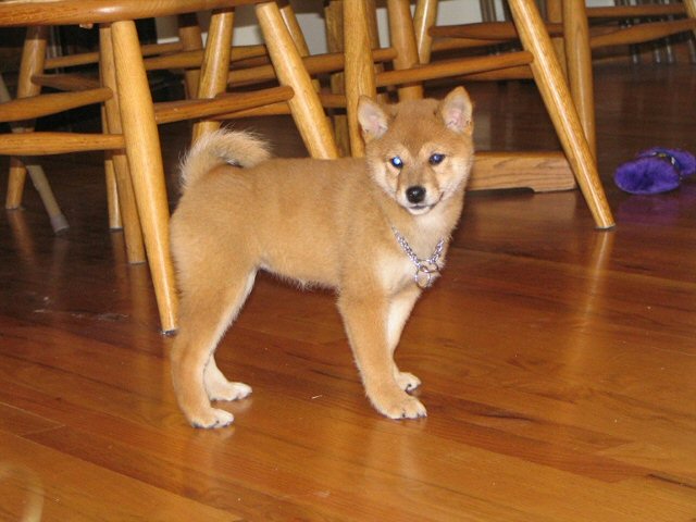 Maggie