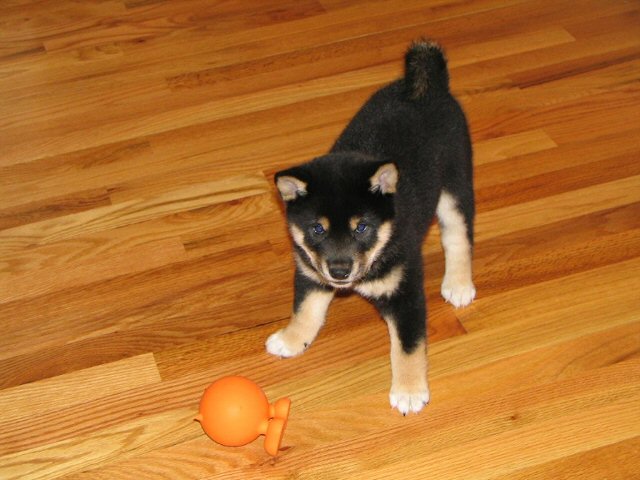Jack